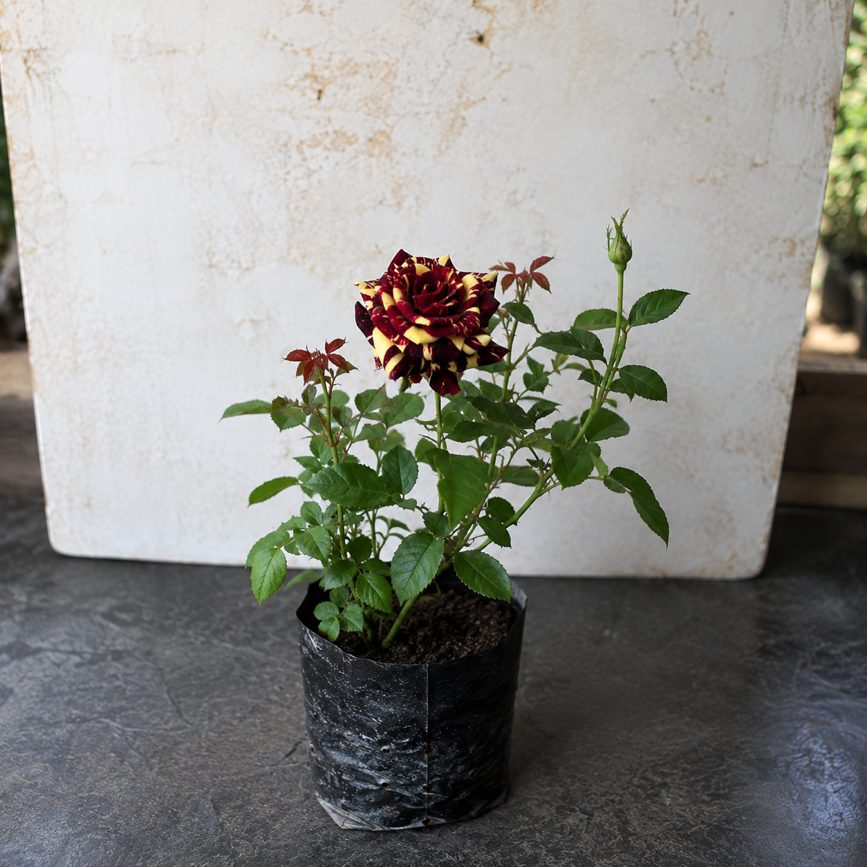 Abracadabra Rose Plant