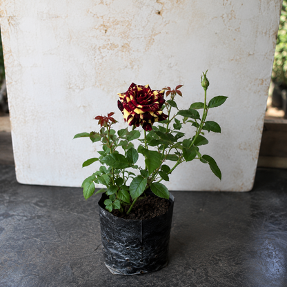 Abracadabra Rose Plant