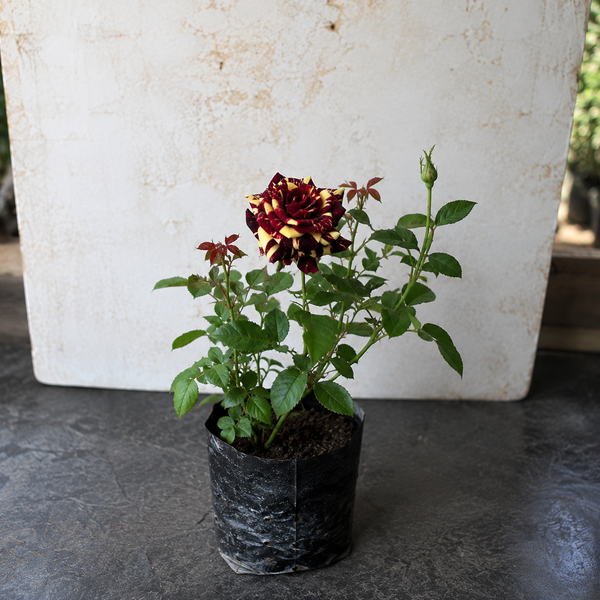 Abracadabra Rose Plant