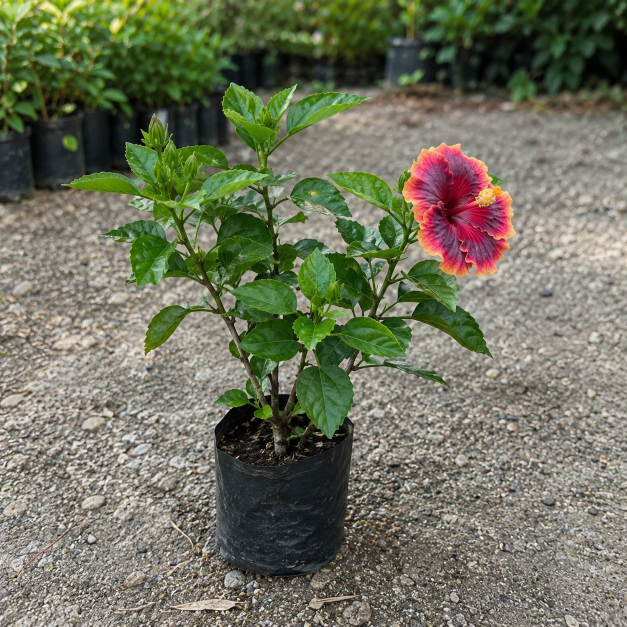 Assorted Hibiscus Plants