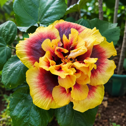 Assorted Hibiscus Plants