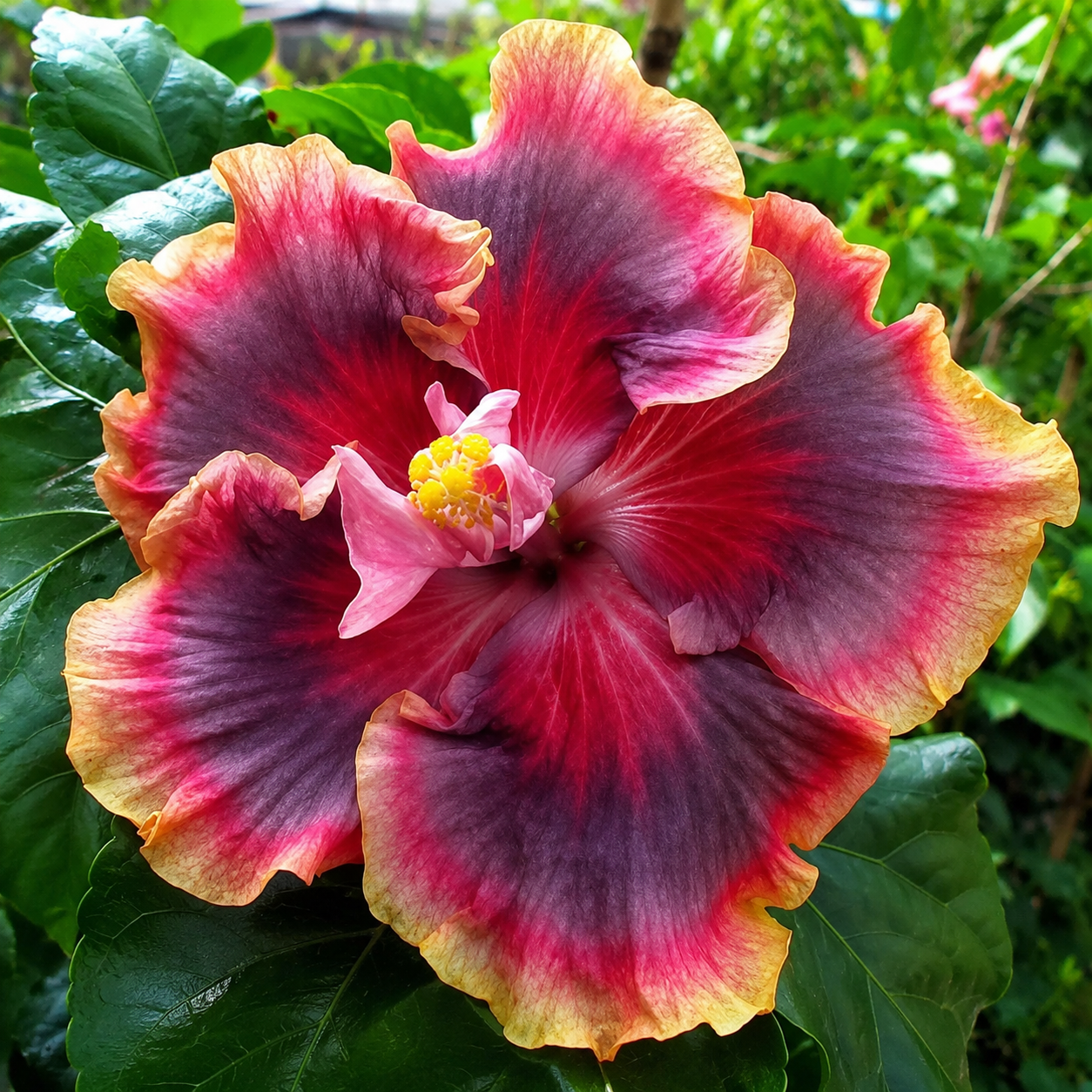 Assorted Hibiscus Plants