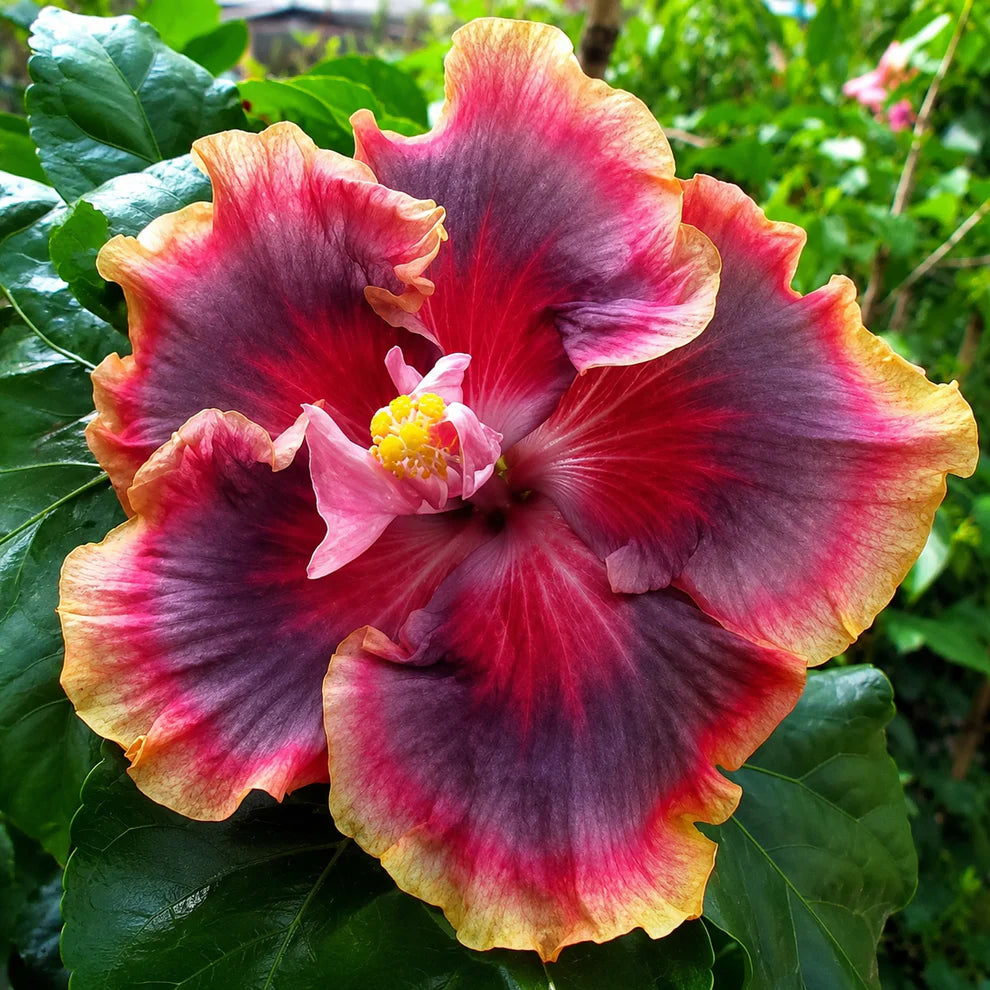 Assorted Hibiscus Plants