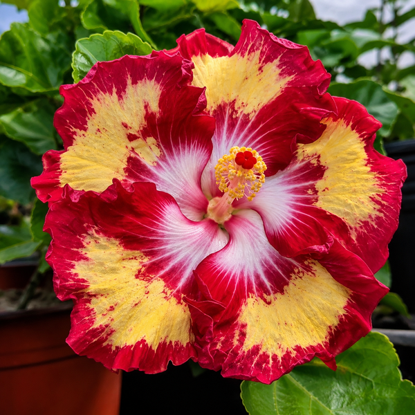 Caribbean  Fire Hibiscus Plant
