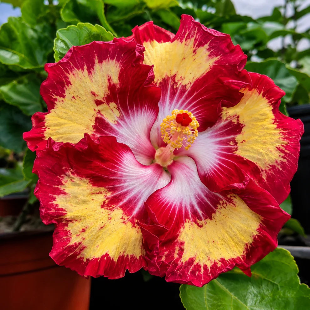 Assorted Hibiscus Plants