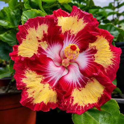 Assorted Hibiscus Plants