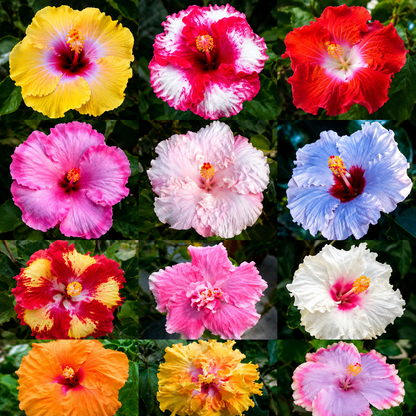 Assorted Hibiscus Plants