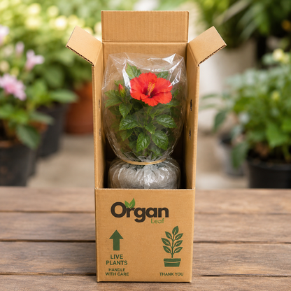 Assorted Hibiscus Plants