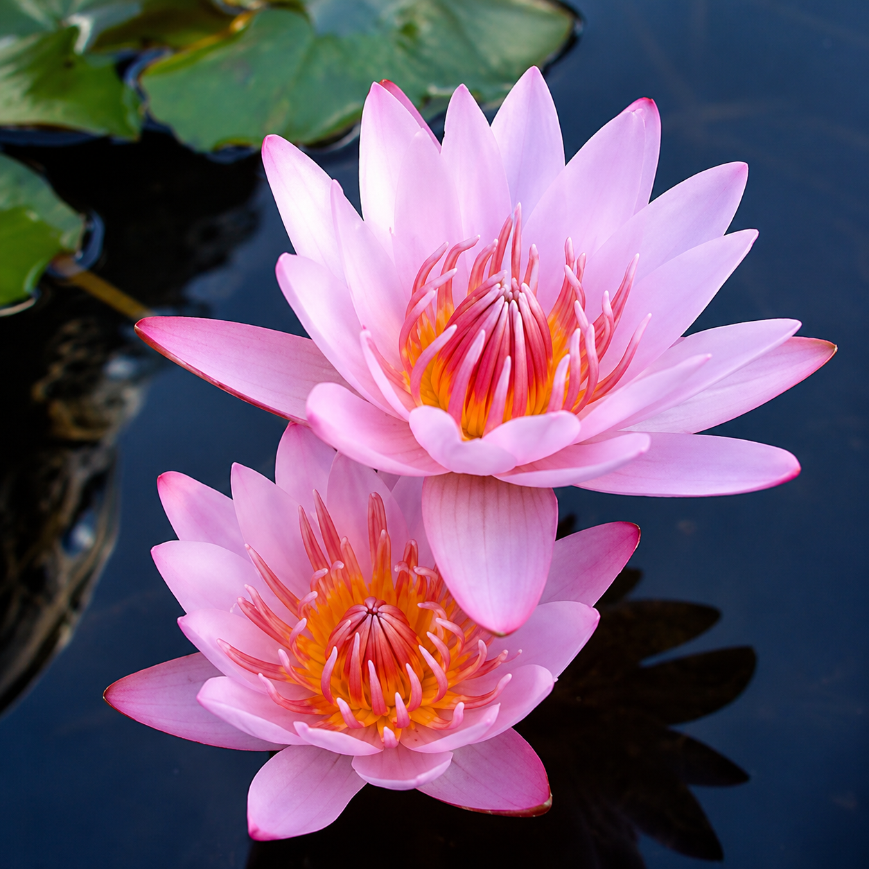 Assorted Tropical Waterlily