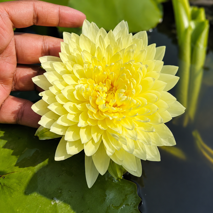 Assorted Tropical Waterlily