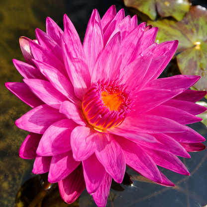 Assorted Tropical Waterlily
