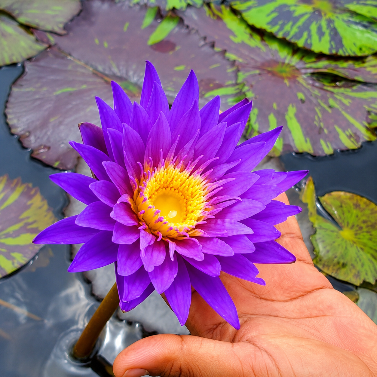 Assorted Tropical Waterlily