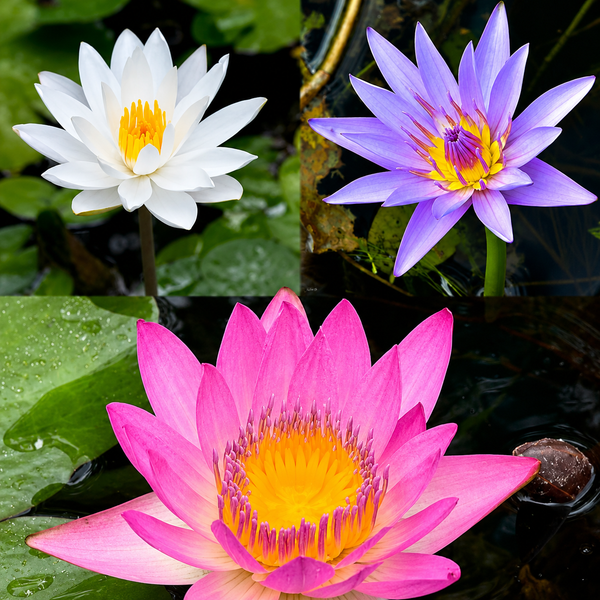 Assorted Tropical Waterlily