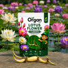 Lotus Flower Tubers