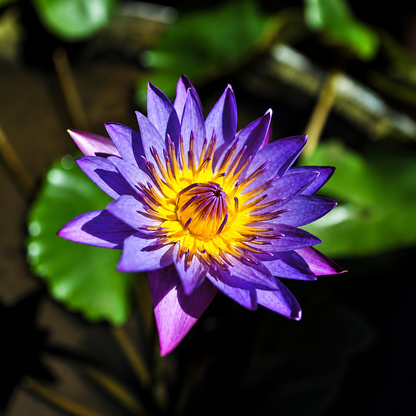 Assorted Tropical Waterlily