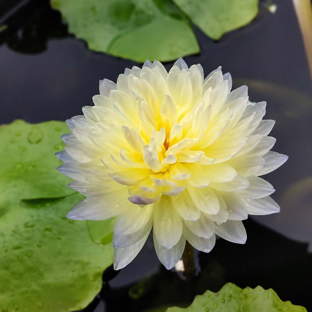 Assorted Tropical Waterlily