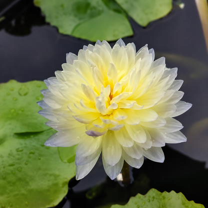 Assorted Tropical Waterlily