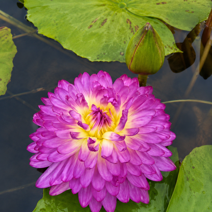 Assorted Tropical Waterlily