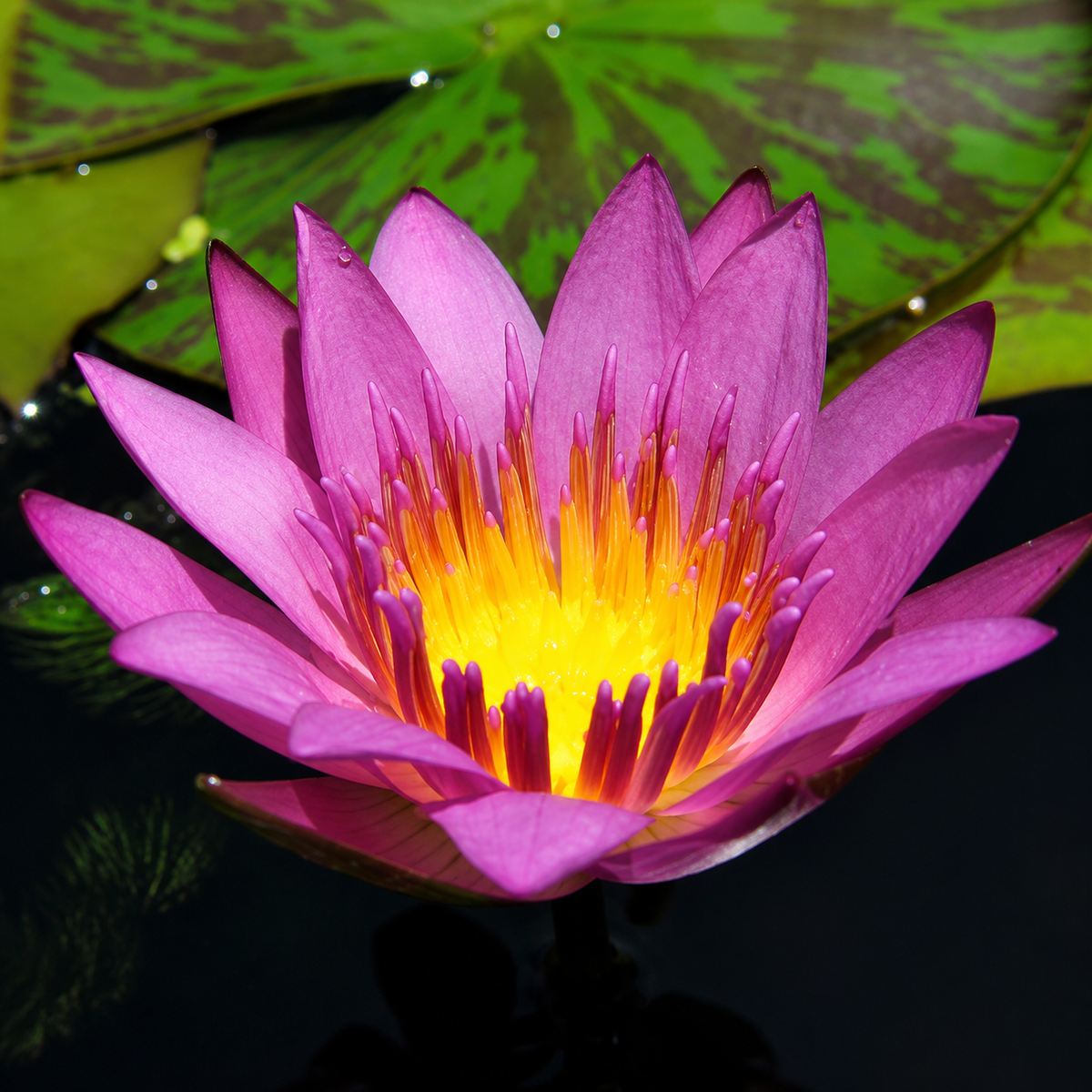 Assorted Tropical Waterlily