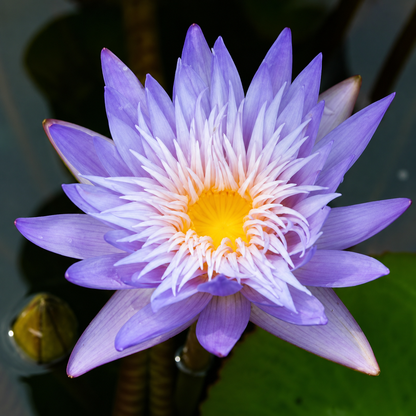 Assorted Tropical Waterlily