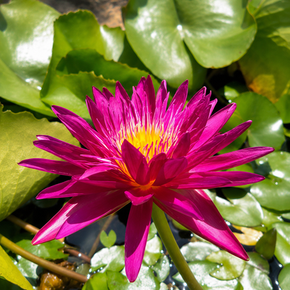 Assorted Tropical Waterlily