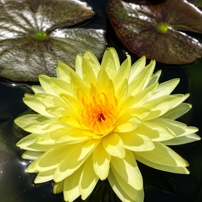 Assorted Tropical Waterlily