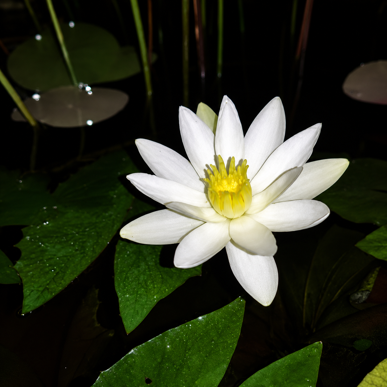 Assorted Tropical Waterlily