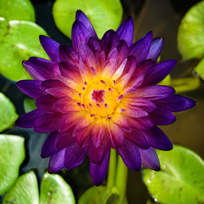 Assorted Tropical Waterlily