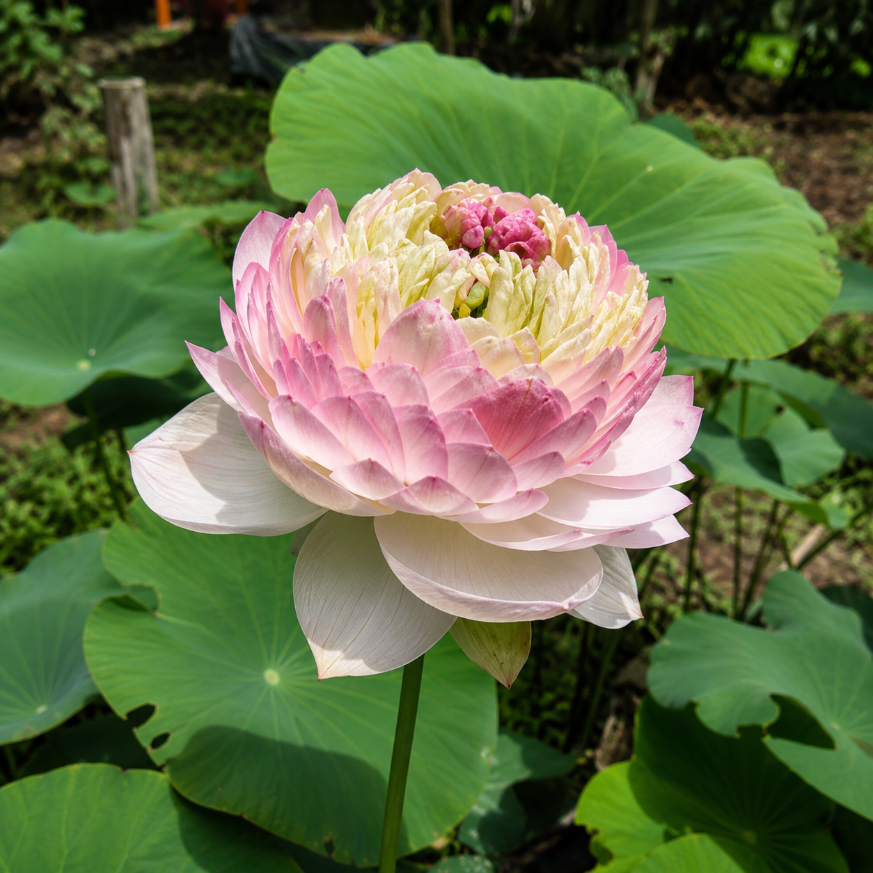 Lotus Flower Tubers