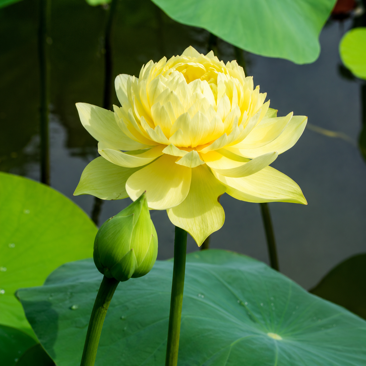 Lotus Flower Tubers