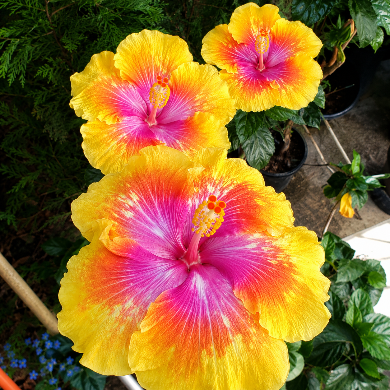 Assorted Hibiscus Plants