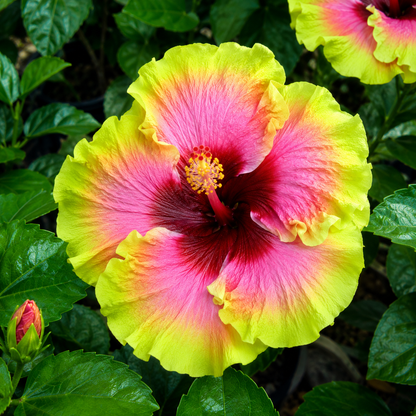 Assorted Hibiscus Plants