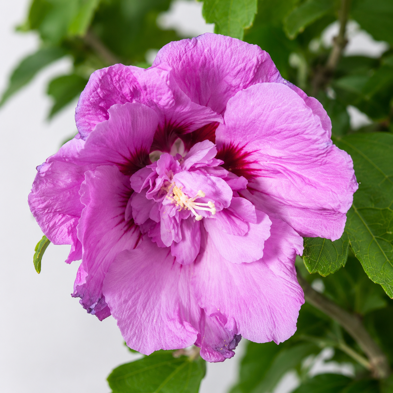 Assorted Hibiscus Plants