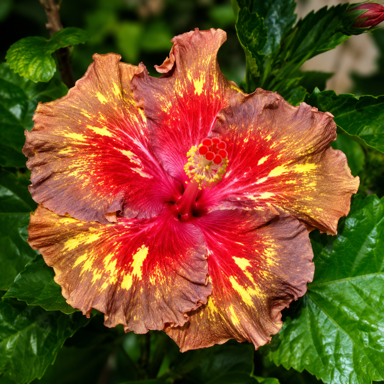 Assorted Hibiscus Plants