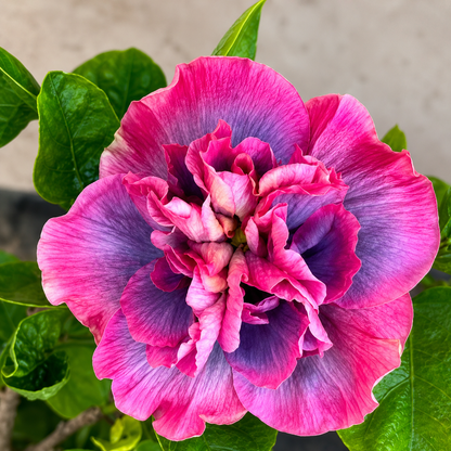 Assorted Hibiscus Plants