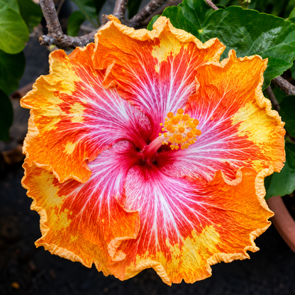 Assorted Hibiscus Plants