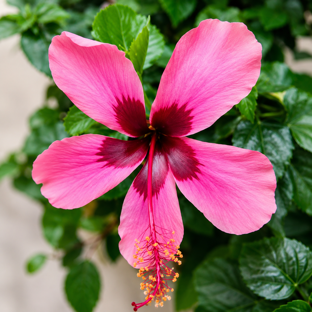 Assorted Hibiscus Plants