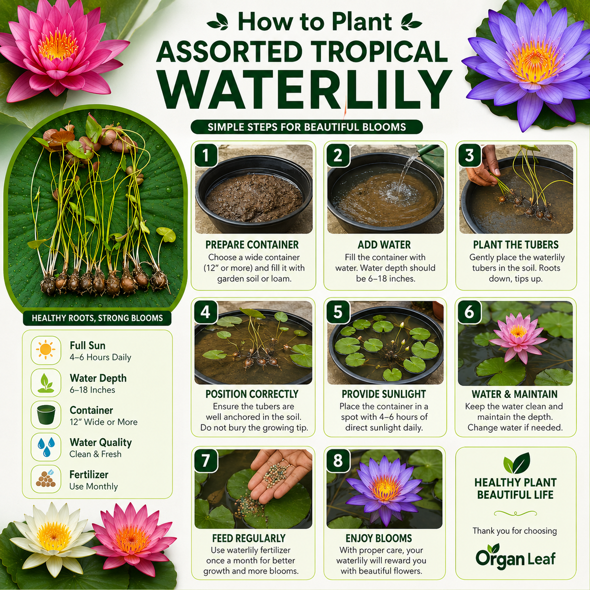 Assorted Tropical Waterlily