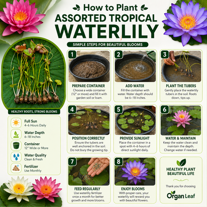 Assorted Tropical Waterlily