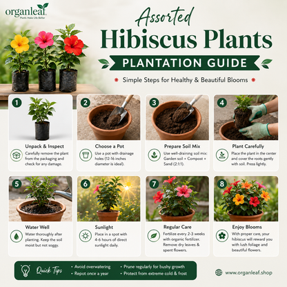 Assorted Hibiscus Plants