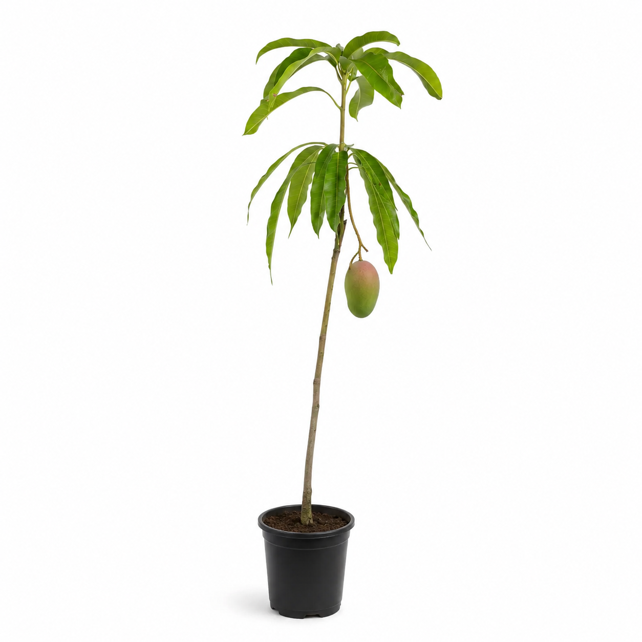 Miyazaki Mango (Grafted Plant )