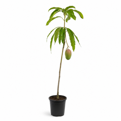 Miyazaki Mango (Grafted Plant )
