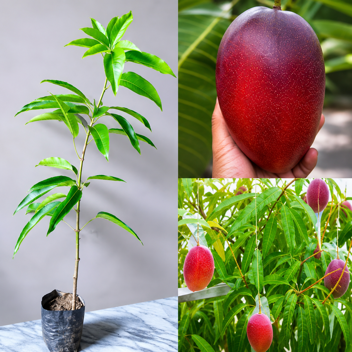 Miyazaki Mango (Grafted Plant )