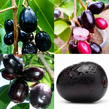 Thai King Jamun (KG-10) Plant