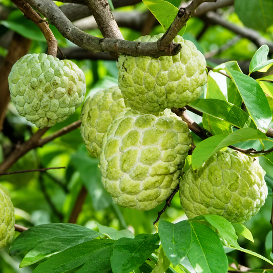 Custard Apple Balanagar (Grafted) Plant