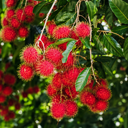 Rambutan Fruit Plant