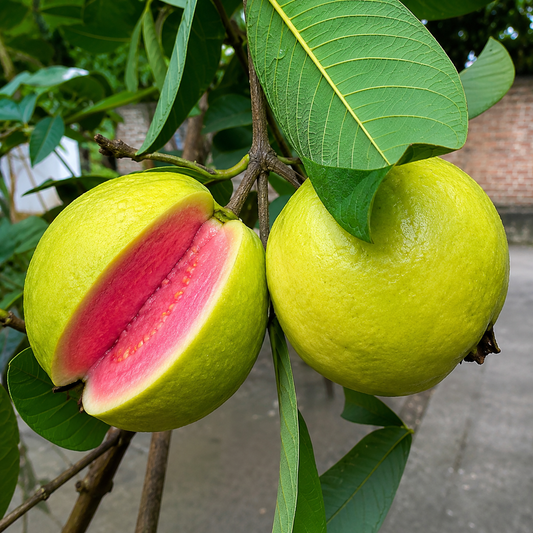Arka Kiran  Guava ((Pink sweet flesh ) )Grafted  Plants