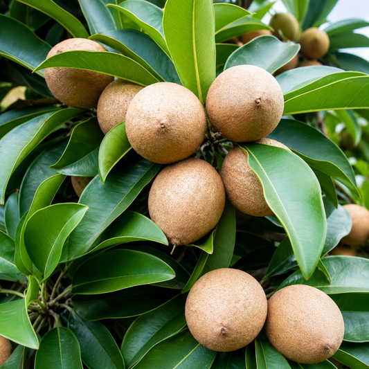 Thai Kalapatti Chiku Grafted Plant