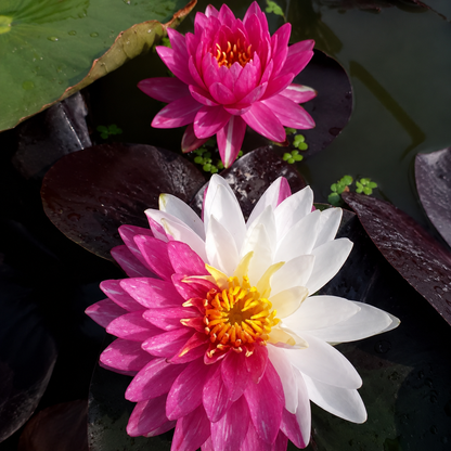 Assorted Tropical Waterlily