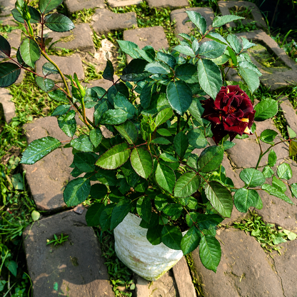 Abracadabra Rose Plant